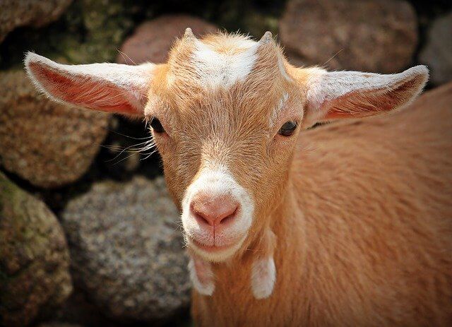 goat yoga insurance petting zoo insurance